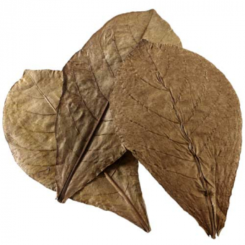 HOBBY Nano Catappa Leaves / Seemandelbaumblätter